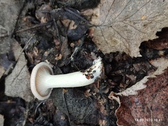 Lactarius torminosus