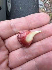 Andricus quercusstrobilanus