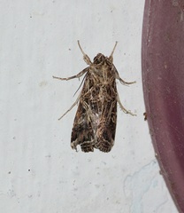 Spodoptera litura