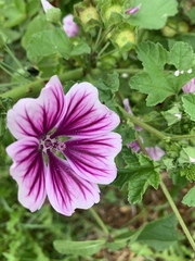 Malva
