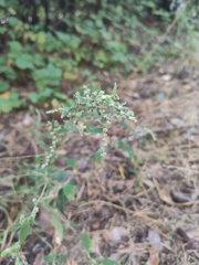 Chenopodium betaceum