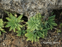 Crepidiastrum lanceolatum