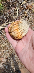 Pandanus