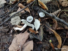 Clitocybe odora