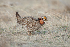 Tympanuchus pallidicinctus