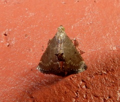 Pyralinae