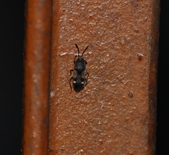 Rhyparochrominae