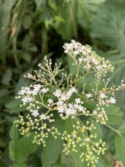 Sambucus javanica