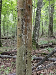 Abies sibirica