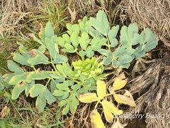 Peucedanum japonicum