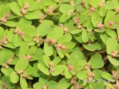 Euphorbia thymifolia