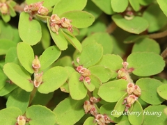 Euphorbia thymifolia