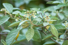 Solanum erianthum