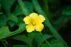 Momordica charantia