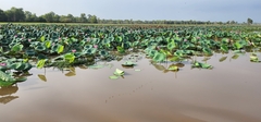 Nelumbo nucifera