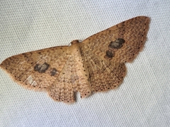 Epicyme rubropunctaria