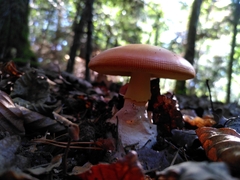 Amanita caesarea