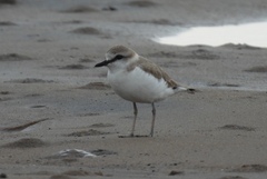 Charadrius marginatus
