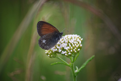 Coenonympha glycerion