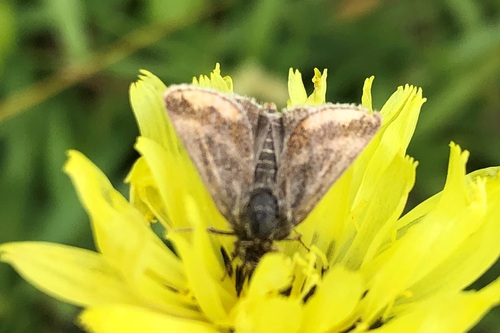 Schinia mitis photo 4