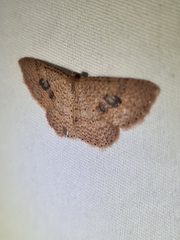 Epicyme rubropunctaria