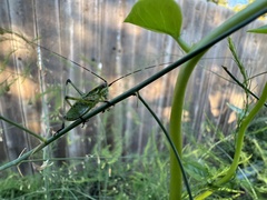 Tettigoniidea