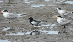 Chlidonias leucopterus