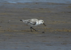Calidris alba