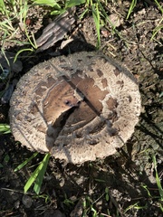 Chlorophyllum brunneum