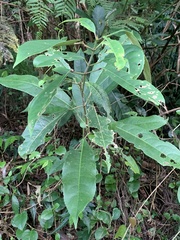 Turpinia formosana