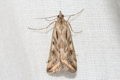 Loxostege cereralis