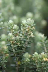 Baccharis uncinella