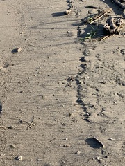 Cicindela repanda