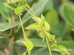 Vincetoxicum hirsutum