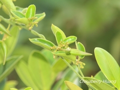 Vincetoxicum hirsutum