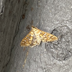Epipagis fenestralis
