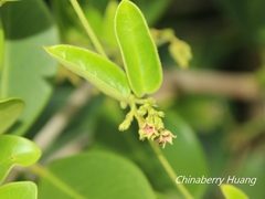 Vincetoxicum hirsutum