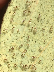 Corythucha confraterna