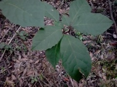 Clerodendrum tomentosum