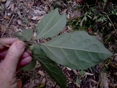 Clerodendrum tomentosum