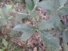 Psychotria loniceroides