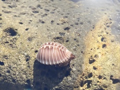 Pusula solandri