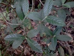 Psychotria loniceroides