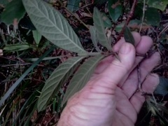 Psychotria loniceroides