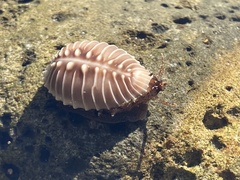 Pusula solandri