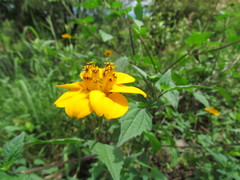 Sclerocarpus divaricatus