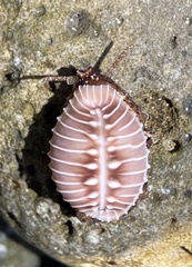 Pusula solandri