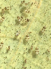 Corythucha confraterna