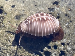 Pusula solandri