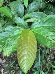 Ficus benguetensis